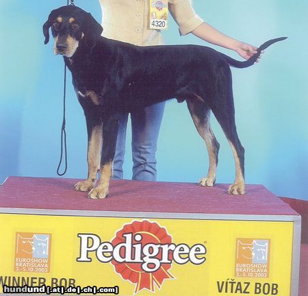 Ungarische Bracke Hunde Foto 6638 Ungarische Bracke Basa, European Winner 2003.