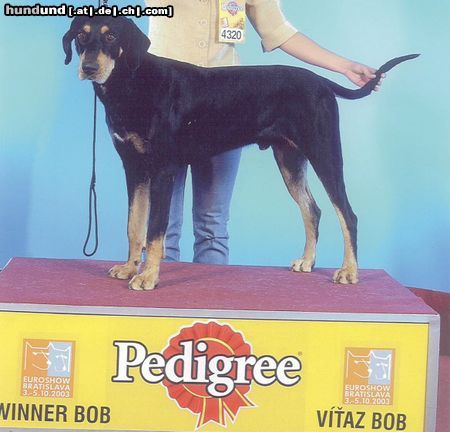 Ungarische Bracke Hunde Foto 6641 Ungarische Bracke Basa, European Winner 2003