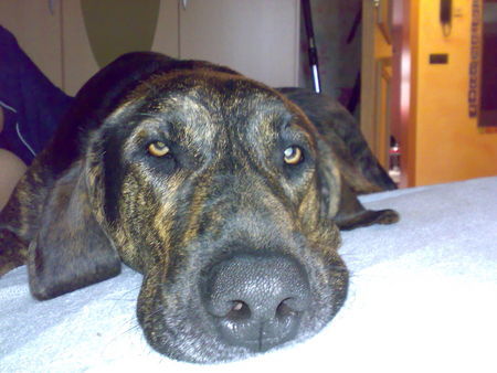Ungarische Bracke Hunde Foto 43587 Ungarische Bracke