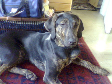 Ungarische Bracke Hunde Foto 43586 Ungarische Bracke
