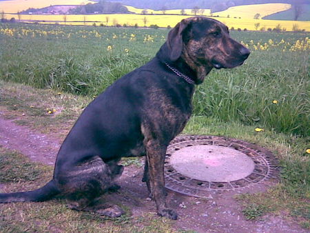Ungarische Bracke Hunde Foto 43585 in höherer Auflösung ansehen Ungarische Bracke
