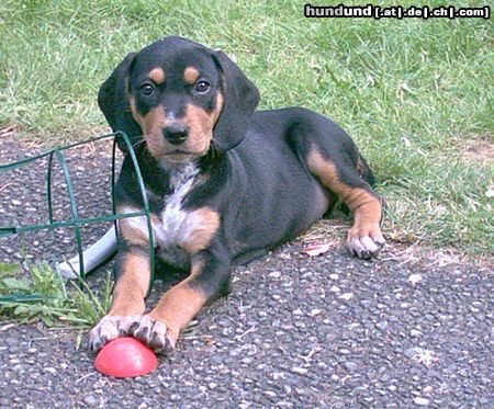 Ungarische Bracke Hunde Foto 11927 Ungarische Bracke