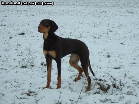 Ungarische Bracke Hunde Foto 8488 Ungarische Bracke CLEOpatra