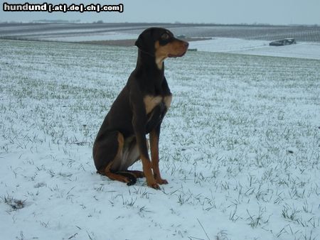 Ungarische Bracke Hunde Foto 8487 Ungarische Bracke CLEOpatra