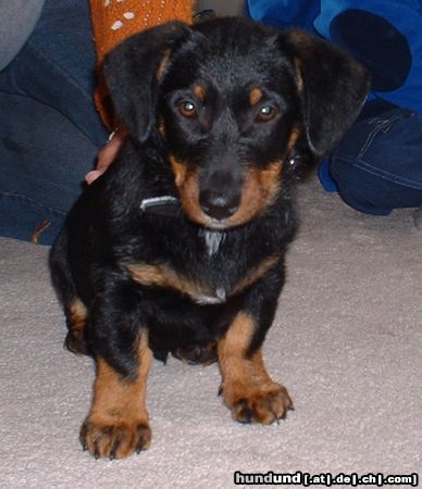 Ungarische Bracke Hunde Foto 6011 Ungarische Bracke Ungarische Brake? oder ein Mischling?