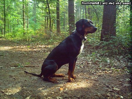 Ungarische Bracke Hunde Foto 14960 in höherer Auflösung ansehen Ungarische Bracke WAS MUSS ICH.....