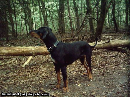 Ungarische Bracke Hunde Foto 14959 in höherer Auflösung ansehen Ungarische Bracke DA IST WAS?