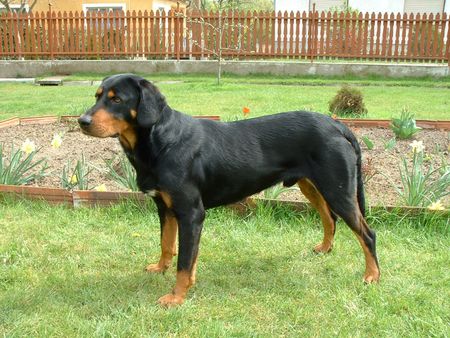 Ungarische Bracke Hunde Foto 1681 Ungarische Bracke Lord