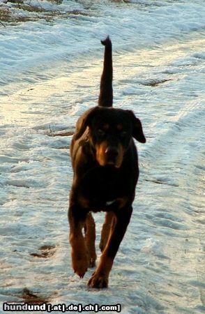 Ungarische Bracke Hunde Foto 3568 Ungarische Bracke Lord - winter