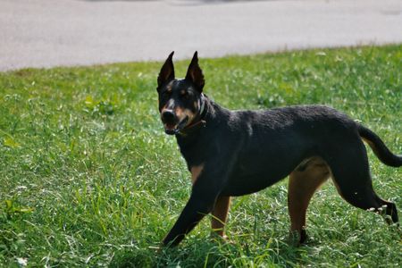 Ungarische Bracke hallo, habe meinen Hund aus dem Tierheim, ist es möglich das der Hund kein Dobermannmischling sondern eine Ungarische Bracke ist? würde mich sehr interessieren. vielen Dank im Voraus. mfg lutz, weitere Bilder auf der Homepage. Die Rechte am