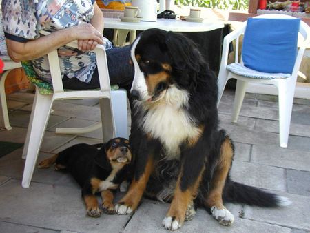 Ungarische Bracke Hunde Foto 1741 Ungarische Bracke Mirko+Max
