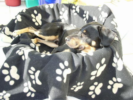 Ungarische Bracke Bracke oder Mischling? Nino liebt es auf dem Balkon zu liegen und Sonne zu tanken.