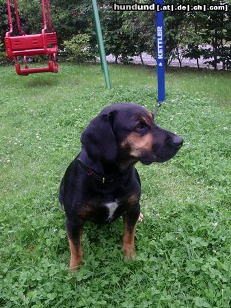 Ungarische Bracke Hunde Foto 15910 in höherer Auflösung ansehen Ungarische Bracke