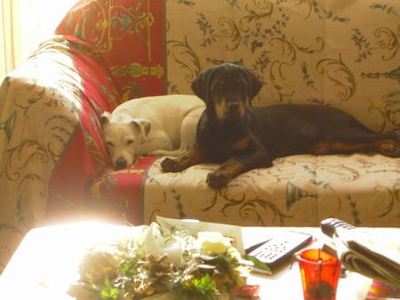 Ungarische Bracke Hunde Foto 29792 Ungarische Bracke Sissi, 14 Wochen alt, Wahrscheinlich Ungarische Bracke mit drin, aber nicht ganz sicher. Trotzdem Super Hund