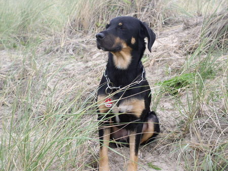 Ungarische Bracke Bracke oder Mischling? Nino am Strand