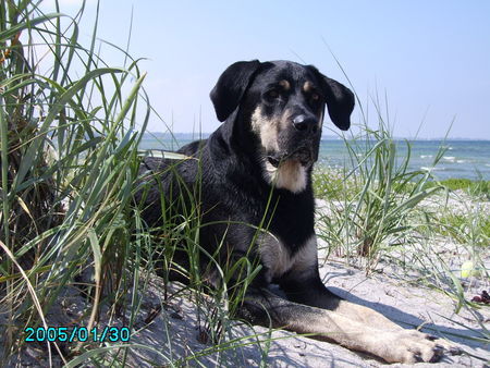 Ungarische Bracke Labrador und ? ung.Bracke?Mix