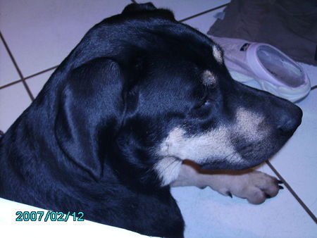 Ungarische Bracke Hunde Foto 43504 Ungarische Bracke Labrador und ? ung.Bracke?Mix Lucky