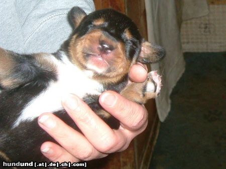 Ungarische Bracke Hunde Foto 11876 Ungarische Bracke I was born only 5 days ago!!!