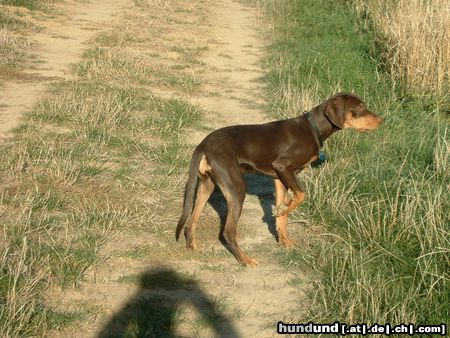 Ungarische Bracke Hunde Foto 6108 Ungarische Bracke Cleo