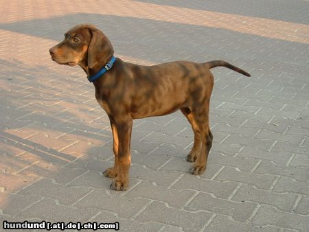 Ungarische Bracke Hunde Foto 6106 Ungarische Bracke Cleo