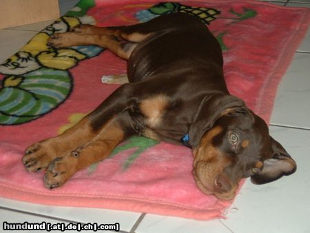 Ungarische Bracke Hunde Foto 6107 Ungarische Bracke Cleo