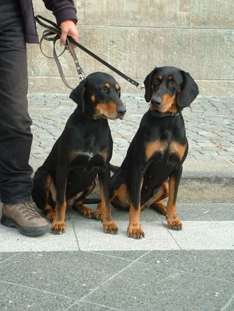 Ungarische Bracke Hunde Foto 1683 Ungarische Bracke Cukor & Árnyék