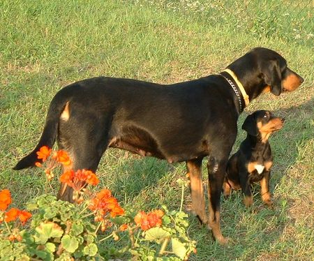 Ungarische Bracke Hunde Foto 1682 Ungarische Bracke Doris and her daughter