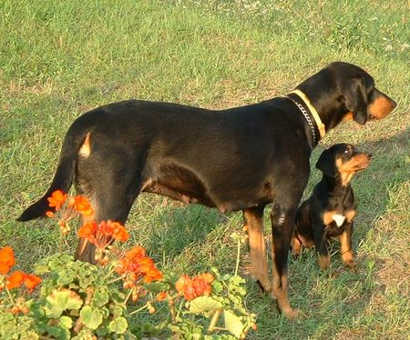 Ungarische Bracke Doris and her daughter