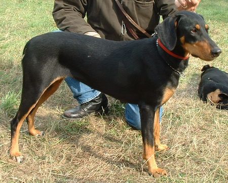 Ungarische Bracke Hunde Foto 1729 Ungarische Bracke Doris