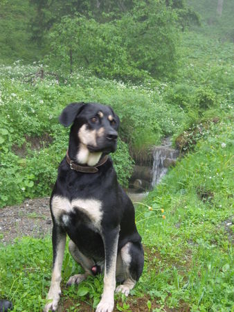 Ungarische Bracke Hunde Foto 43505 Ungarische Bracke Labrador und ? ung.Bracke?Mix Lucky