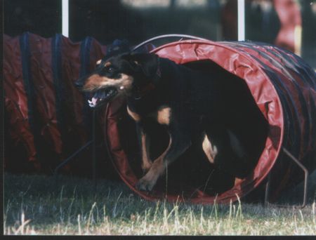 Ungarische Bracke Levi mag Agility!