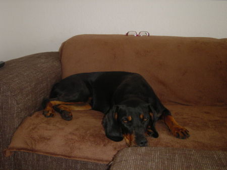 Ungarische Bracke Hunde Foto 43105 Ungarische Bracke