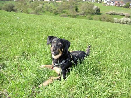 Ungarische Bracke Bracke oder Mischling? Nino ist aus dem Tierheim und soll ein Jadghund sein.