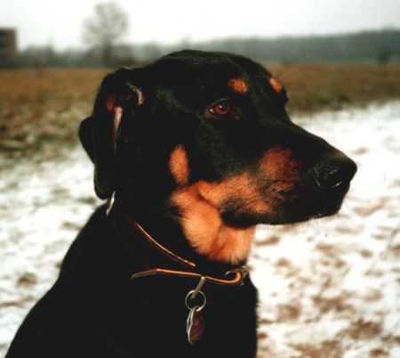 Ungarische Bracke Hunde Foto 1797 Ungarische Bracke