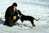 Ungarische Bracke Hund