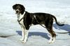 Ungarische Bracke Hund