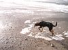 Ungarische Bracke Hund