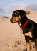 Ungarische Bracke Hund