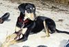 Ungarische Bracke Hund