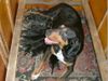 Ungarische Bracke Foto: Puppies born! (ID 11875) Ungarische Bracke Hund