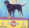 Ungarische Bracke Foto: Basa, European Winner 2003 (ID 6641) Ungarische Bracke Hund