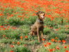Ungarische Bracke Foto: Cleo (ID 41058) Ungarische Bracke Hund