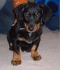 Ungarische Bracke Foto: Ungarische Brake? oder ein Mischling? (ID 6011) Ungarische Bracke Hund