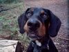 Ungarische Bracke Hund