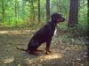 Ungarische Bracke Hund