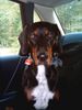 Ungarische Bracke Hund