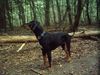 Ungarische Bracke Foto: DA IST WAS? (ID 14959) Ungarische Bracke Hund