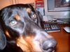 Ungarische Bracke Hund