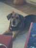 Ungarische Bracke Foto: hallo!könnte in lucy ne bracke drin sein?vielleicht kann mir jmd. antwort geben! (ID 41146) Ungarische Bracke Hund