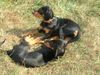 Ungarische Bracke Foto: Puppies (ID 1730) Ungarische Bracke Hund